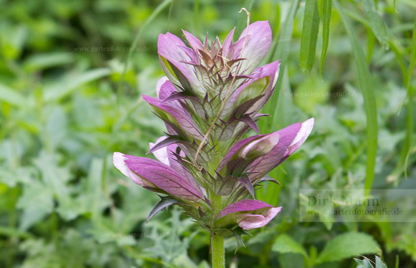 Bild von Acanthus spinosus – Dorniger Bärenklau