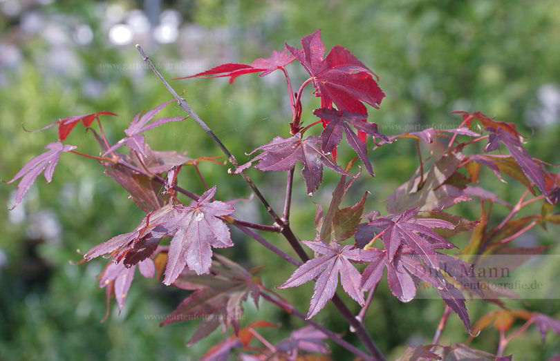 Bild von Acer palmatum ‚Atropurpureum‘ – Roter Fächer-Ahorn, Japanischer Ahorn