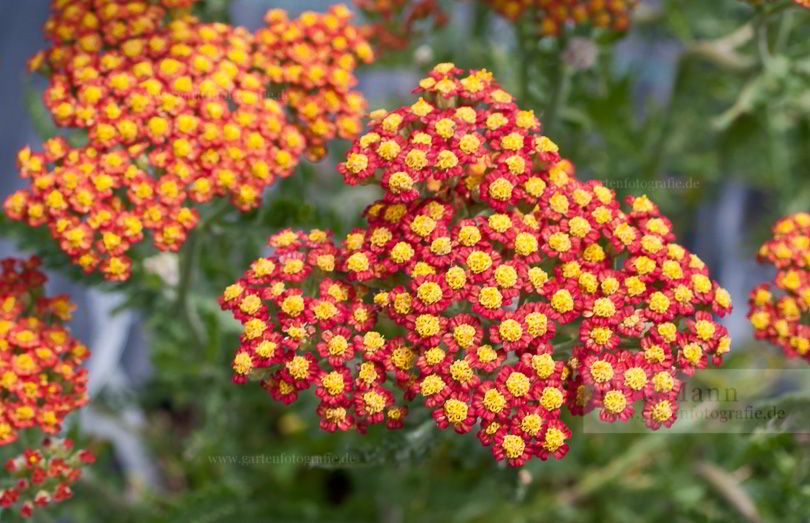 Bild von Achillea ‚Feuerland‘ – Deutsche Garten-Schafgarbe