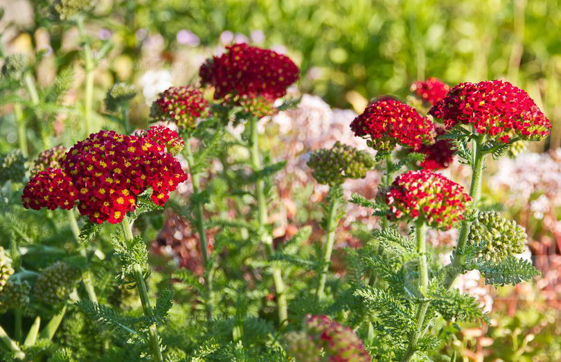 Bild von Achillea ‚Petra‘ – Garten-Schafgarbe