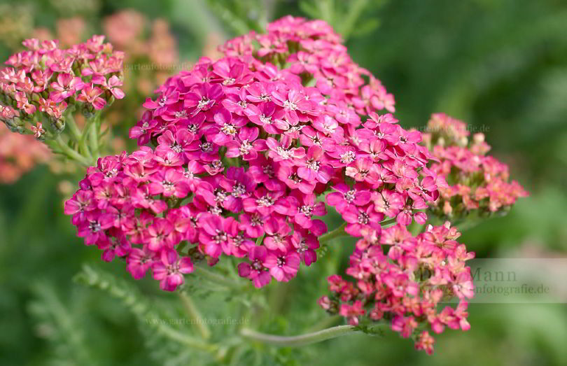 Bild von Achillea ‚Wesersandstein‘ – Garten-Schafgarbe