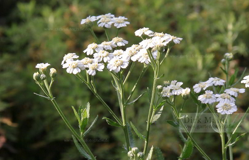 Bild von Achillea decolorans – Muskat-Garbe, Muskatkraut