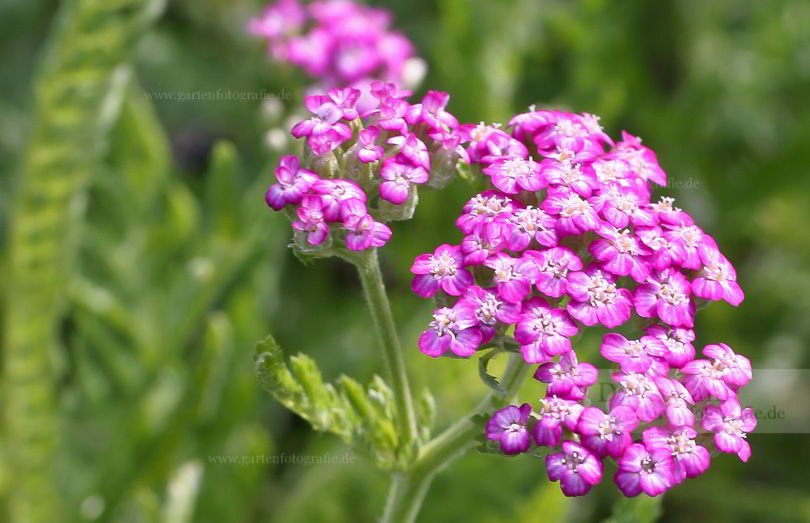 Bild von Achillea millefolium ‚Harlekin‘ – Garten-Schafgarbe