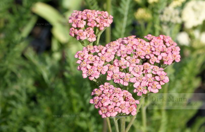 Bild von Achillea millefolium ‚Summer Pastels‘ – Garten-Schafgarbe