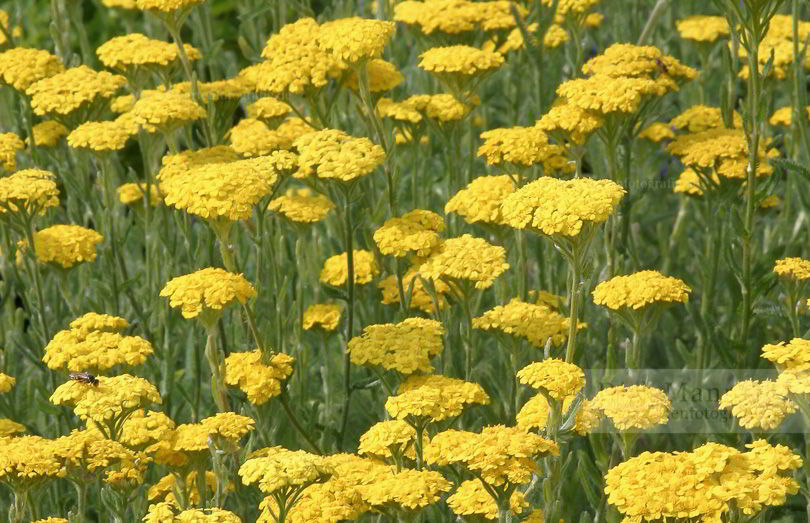 Bild von Achillea tomentosa ‚Aurea‘ – Zwerg-Goldgarbe, Goldgarbe, Garbe, Teppichgarbe, Polstergarbe