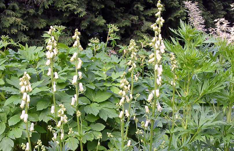 Bild von Aconitum septentrionale ‚Ivorine‘ – Weißblühender Schweden-Eisenhut