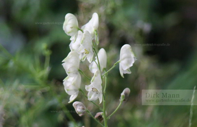 Bild von Aconitum x cammarum ‚Gletschereis‘ – Weißer Eisenhut