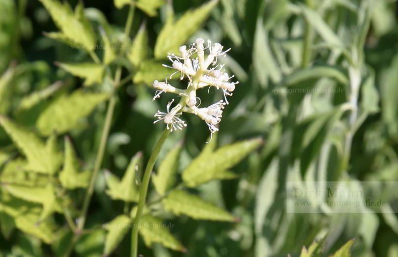 Bild von Actaea pachypoda – Weißfruchtiges Christophskraut