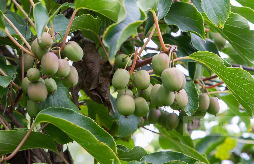 Bild von Actinidia deliciosa ‚Weiki‘ – Kiwi, Chinesischer Strahlengiffel, Chinesische Stachelbeere