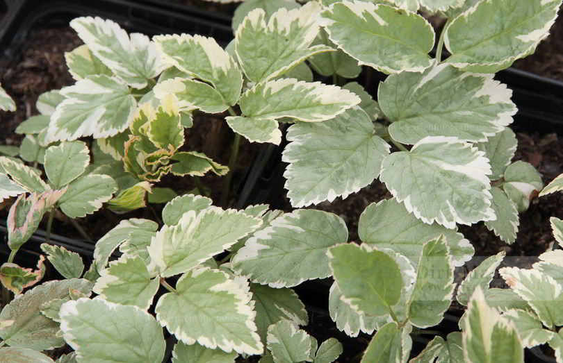 Bild von Aegopodium podagraria ‚Variegata‘ – Weißbunter Giersch, Baumtropf, Dreiblatt, Geißfuß, Podagrakraut