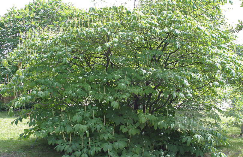 Bild von Aesculus parviflora – Strauch-Rosskastanie, Strauchkastanie