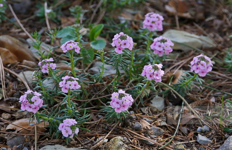 Bild von Aethionema schistosum – Steintäschel