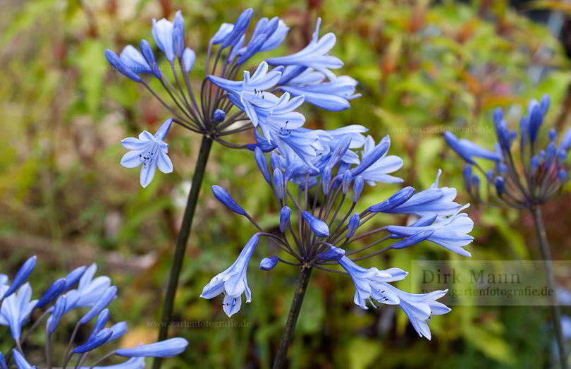 Bild von Agapanthus africanus ‚Kobold‘ – Afrikanische Schmucklilie