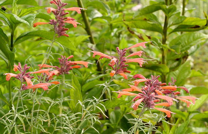 Bild von Agastache aurantiaca – Duftnessel