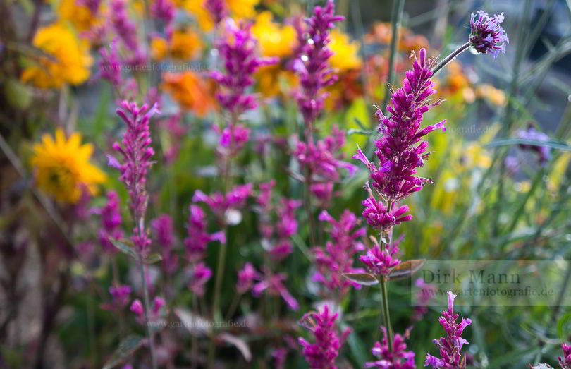 Bild von Agastache cana – Moskitopflanze, Orangen-Duftnessel