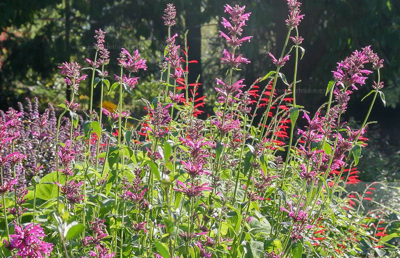 Bild von Agastache mexicana var. – Toronjil Morado