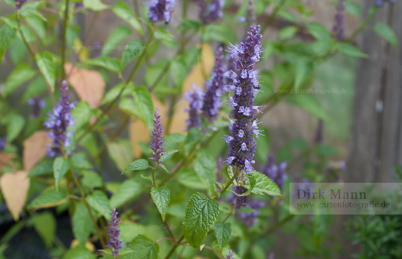Bild von Agastache rugosa – Koreanische Minze, Blaue Duftnessel, Huo Xiang