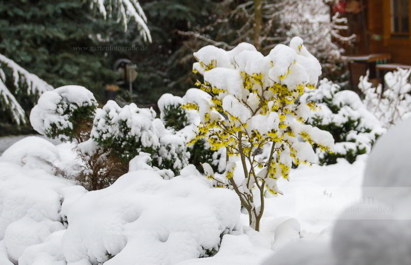 Bild Der Frühling schickt seine frühen Vorboten