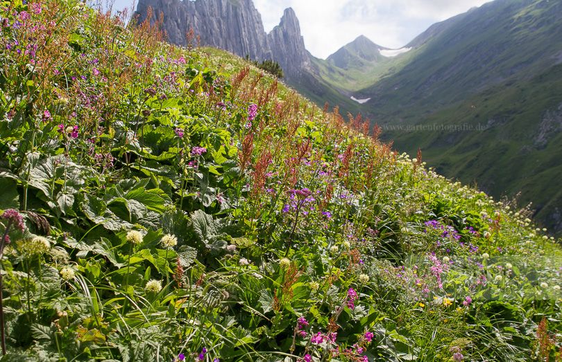 Bild Blühende Bergwiesen