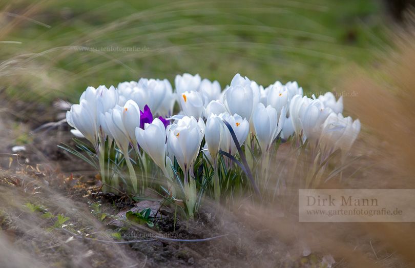 Bild Der Frühling schickt seine Boten zu früh