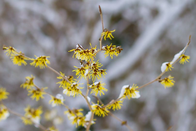 Bild Der Frühling schickt erste Frühlingsboten